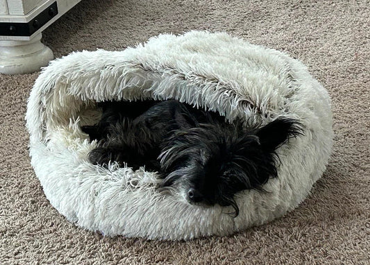 How Cave Beds Reduce Anxiety in Dogs (Vet-Approved)